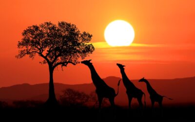 Veckans tema: resolution 1325 på Afrikas Horn